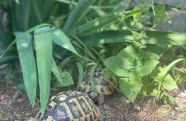 Mare i Kate Apartmani - Foto 64