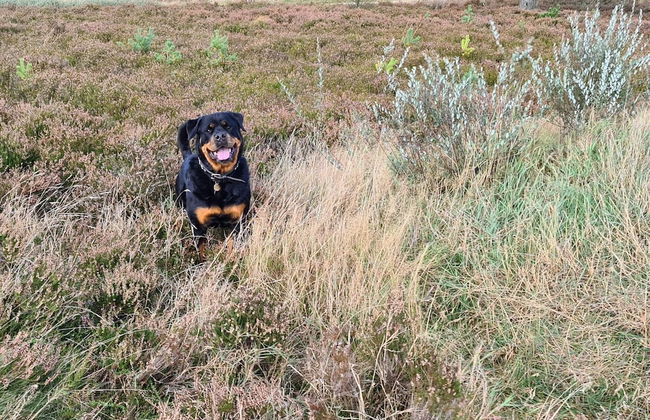 6 Person Holiday Home in Bording - Foto 16