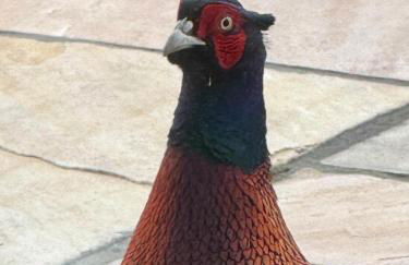 The Estate, Luxury Spacious Family Stay with 3 Hot Tubs, Scenic Views Sleeps 16 near Durham & Bishop Auckland - Foto 59