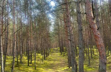 Dzika Foka Wiosłowa 49 - Photo 29