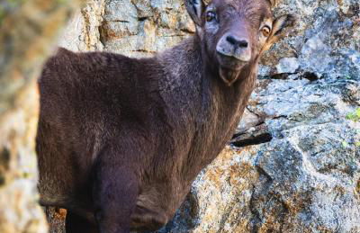 Lou Refugi : Refuge de randonneurs 5* ! - Foto 18