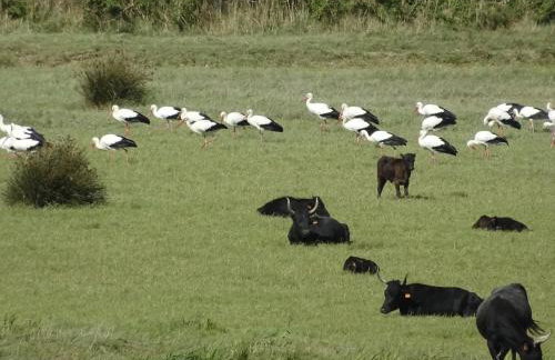 Domaine du Petit Tournebelle - Foto 58