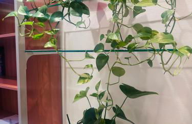 Entire 3 bed rooms apartment,Centrum - Foto 13