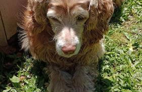 Casa Gramado Família - Foto 17