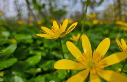 Ferienhaus-Hus-Stine-an-der-Mueritz - Photo 54