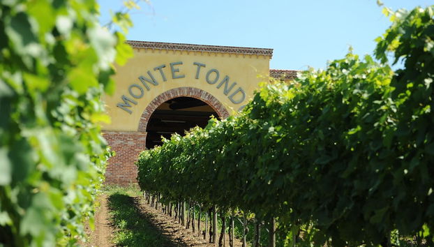 Monte Tondo Winery - Foto 2, Imagen principal