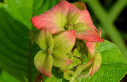 Residencial Portinari LTDA - Foto 47