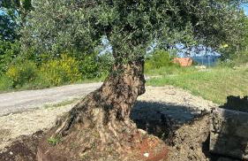 Agriturismo cergallina - Photo 22