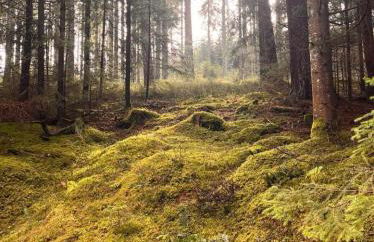 HAUS AM SEE - Natur Pur - Foto 64