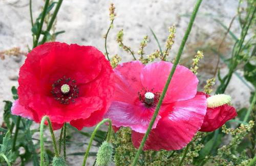 Haus an Fluss und See - Foto 45