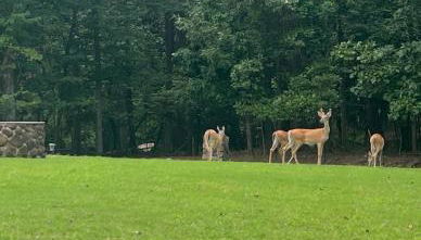 Lake Lanier Retreat Dock, Views & Golf Cart - Foto 4