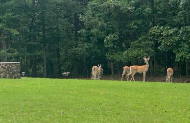 Lake Lanier Retreat Dock, Views & Golf Cart - Foto 4