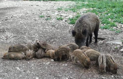 Ferienwohnung Josi , 64 qm 2 Zimmer - Foto 35