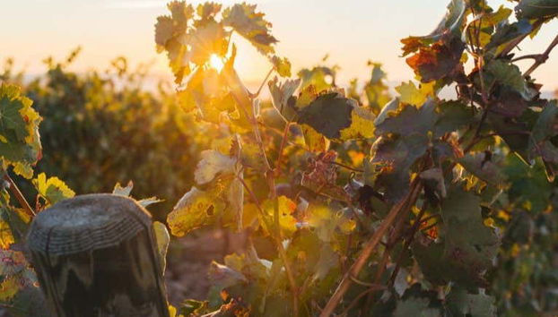 Sunset over the vineyards