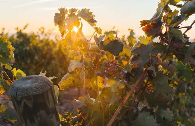 Altanza Winery Tour - Photo 5