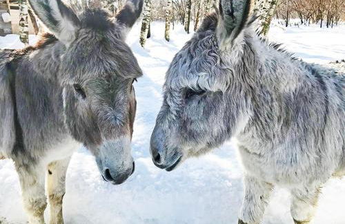 Le Chat Perché - Appartements 3 étoiles spacieux et chaleureux à Allemond - Foto 32