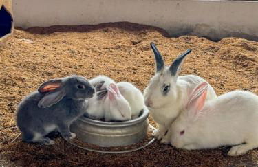 Monte Castelo - Meu Flat - Foto 29