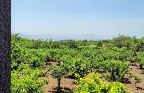 Bosco Ciancio - Foto 133