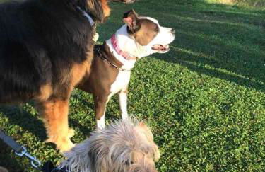 Holiday Guesthouse La Casina di Butzi pet friendly - Terme di Arta - Zoncolan - Foto 49