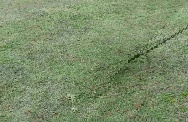 Royal Paradise Hotel - Foto 16