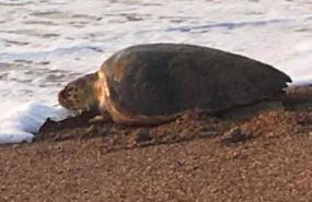 Tzanetos Pelagos - Foto 37