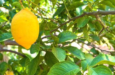 Villa Eden - Foto 17