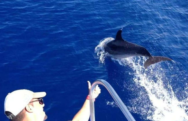 Los Cristianos Whale + Dolphin Watching Boat Tour - Photo 9