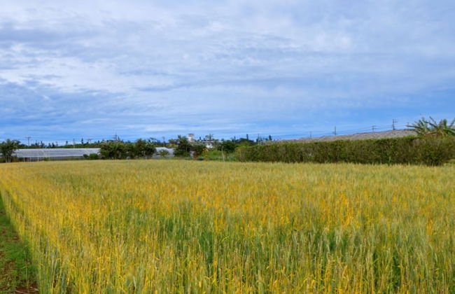 The Uza Terrace Beach Club Villas - Photo 64