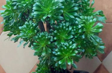 La Plazuela, casa andaluza con patio. - Foto 23