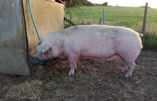 Farm accommodation - The Lizard Peninsula, Cornwall - Foto 18