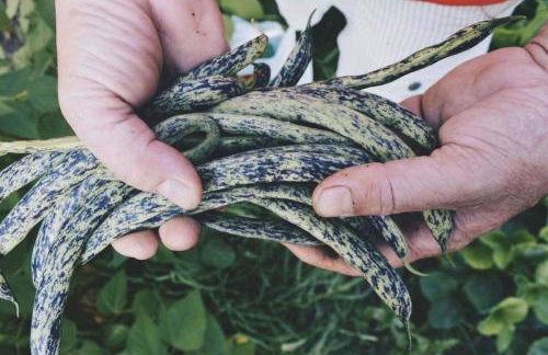 Sunny Garden - Foto 33