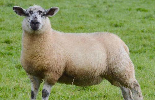 The Annex, Westerlands, Graffham - Foto 25