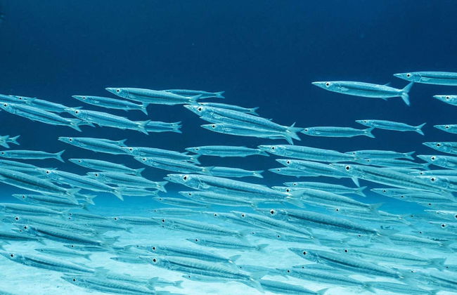 Scuba Diving for Beginners in Mahahual - Foto 1