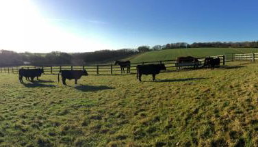 Yellowham Farm, Dorchester - Foto 4