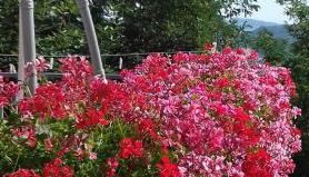 Fra Bosco e Cielo B&B - Foto 3