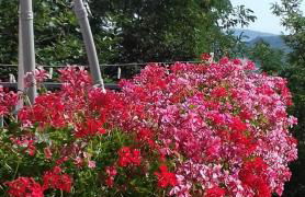 Fra Bosco e Cielo B&B - Foto 3