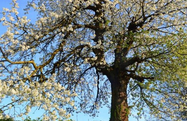 Brunnenhof Garden View - Foto 15