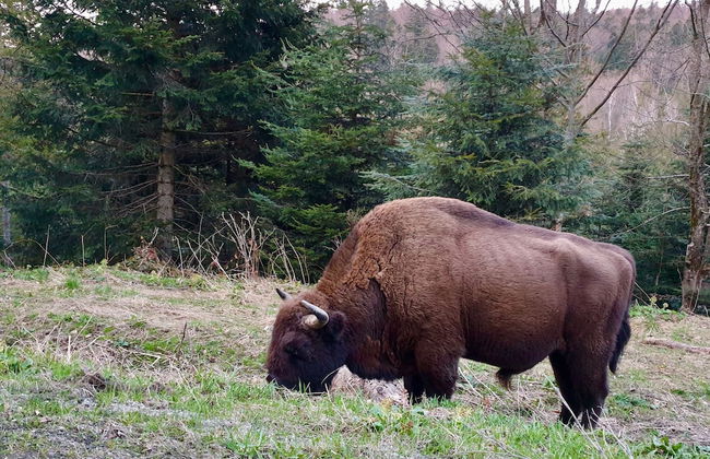 Korona Bieszczad Premium Apartments - Foto 70