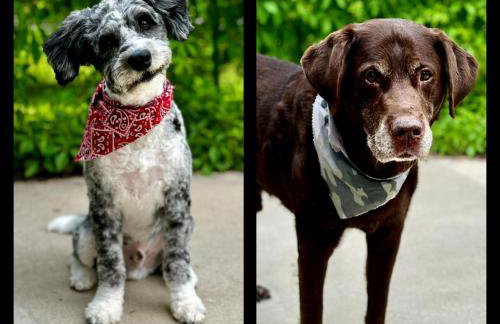 Boulder Junction Motor Lodge - Photo 9