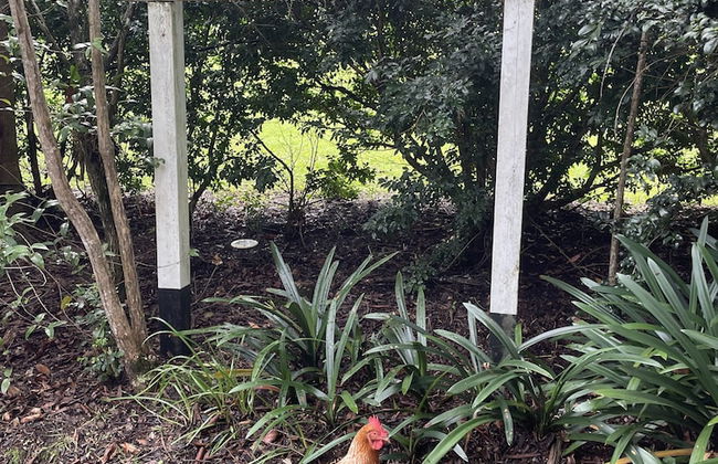 Mt Nebo Railway Carriage and Chalet - Foto 13