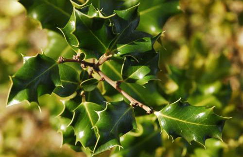 Casa rural Sierra de Prádena - Foto 26