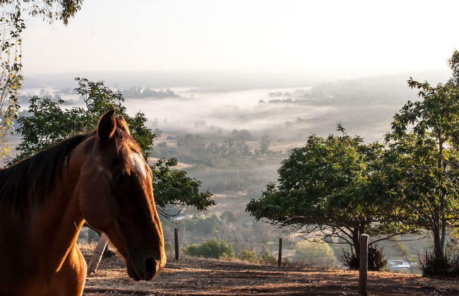 Balingup Heights Hilltop Forest Cottages - Foto 48