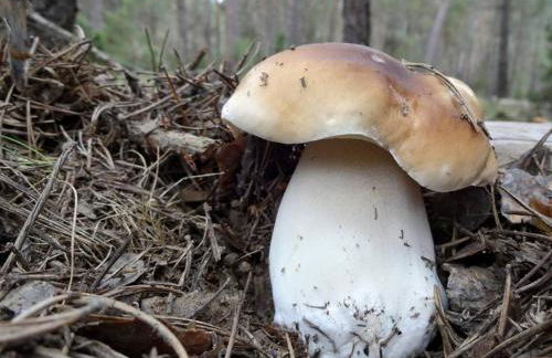 Casa Rural Lahuerta - Foto 33