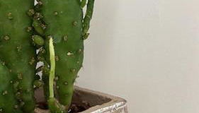 A casa del nonno Jack - Foto 4