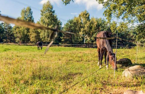 Stary Folwark - Foto 31