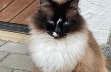 Hofgut Bergchalet Mirabell - Natururlaub am Bodensee - Foto 37