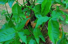 Parati Pousada kadoshi - Foto 34