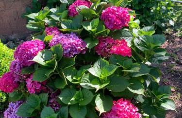 POUSADA FAZENDA PAIM - Foto 7