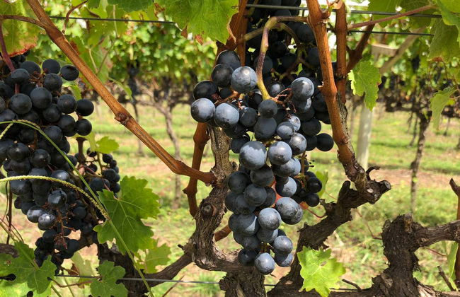 São Joaquim Wine Tour - Photo 9