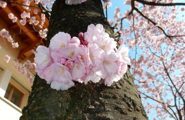 Villa Primula - Foto 47